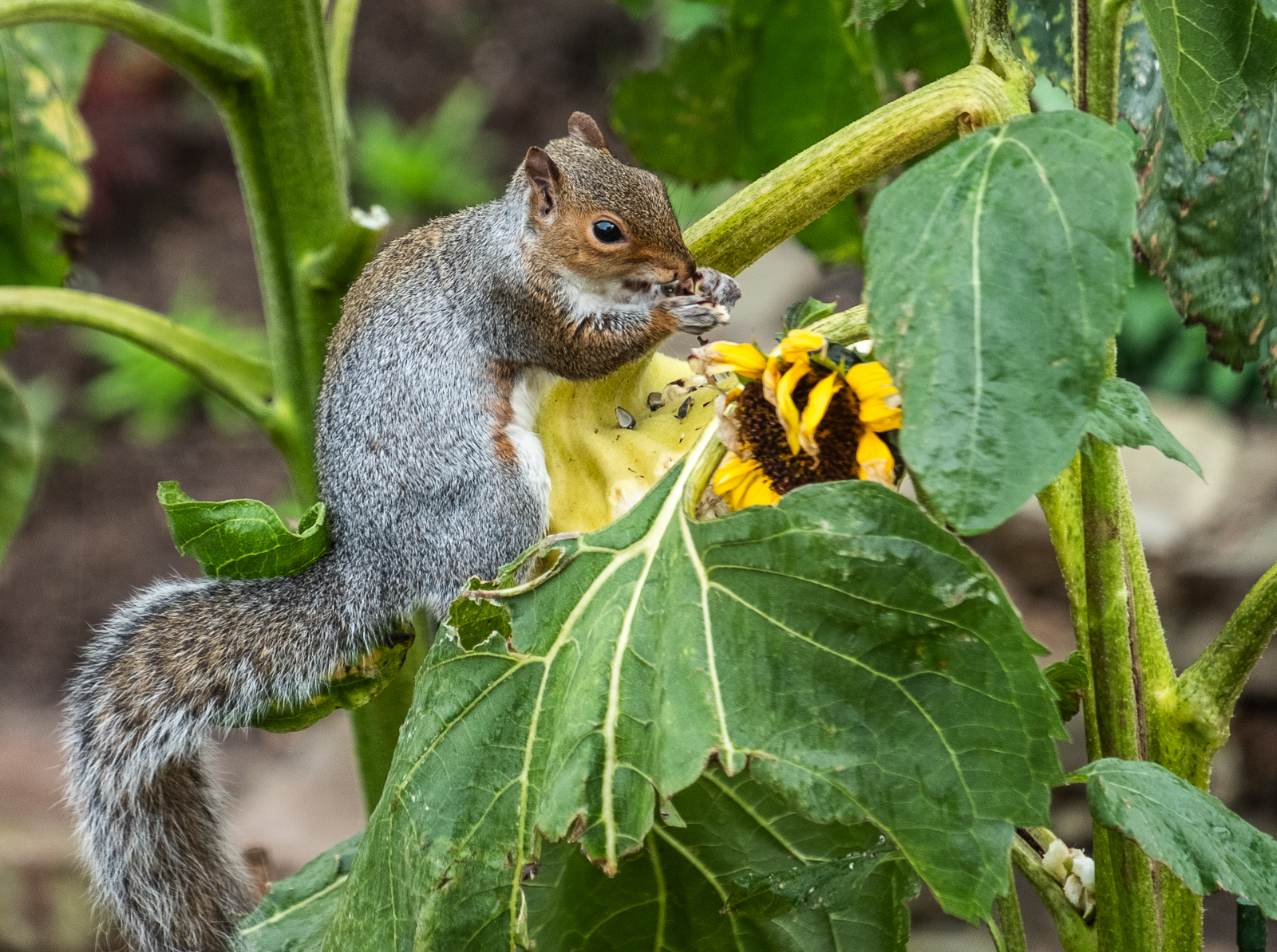 Squirrel on sunflower