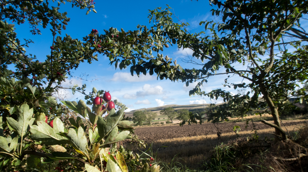 Looking back to the Pentlands