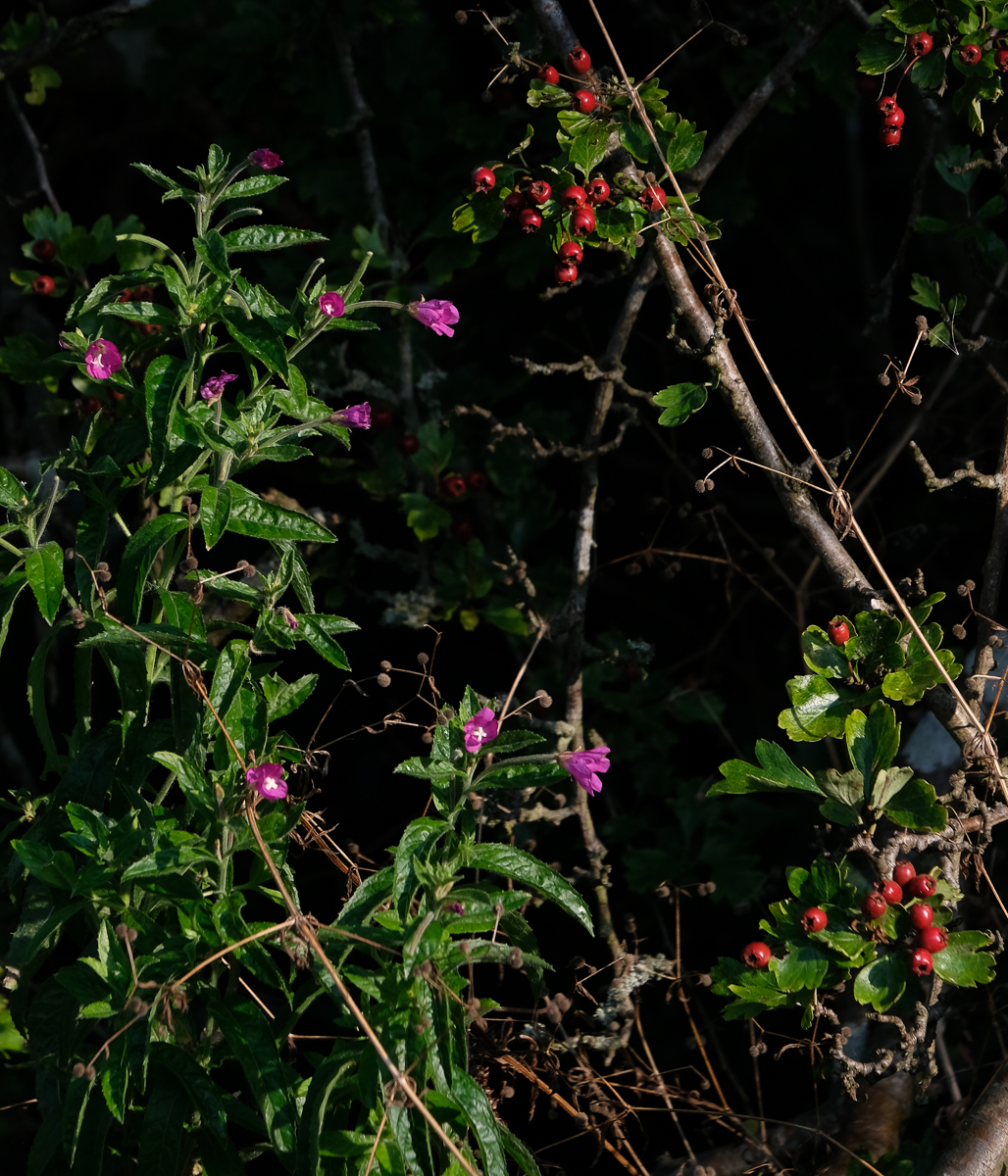 Willowherb glowers and hawthorn berries