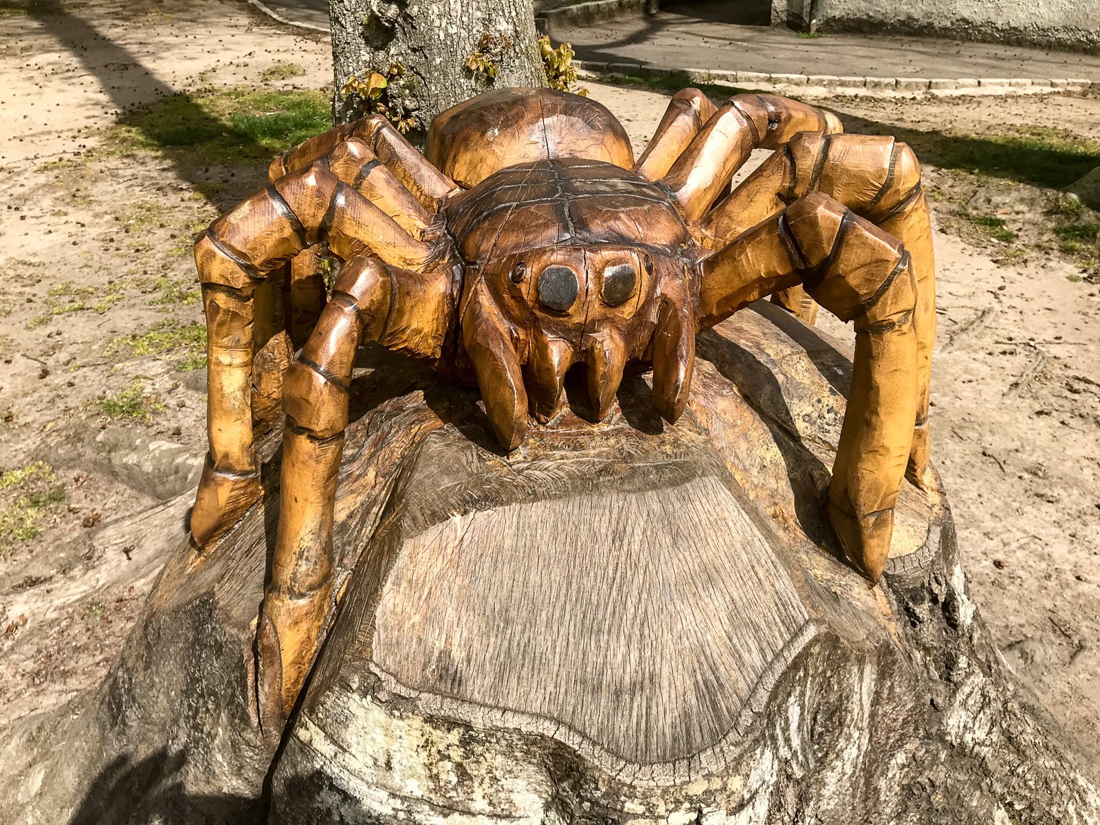 Hazelhead spider