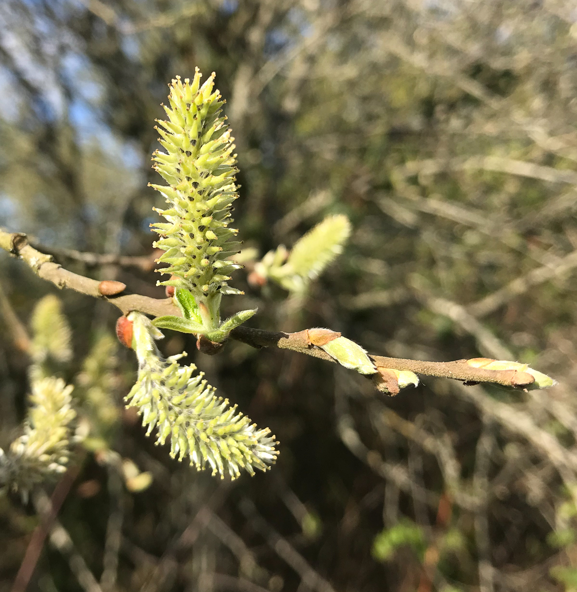 Tree flower