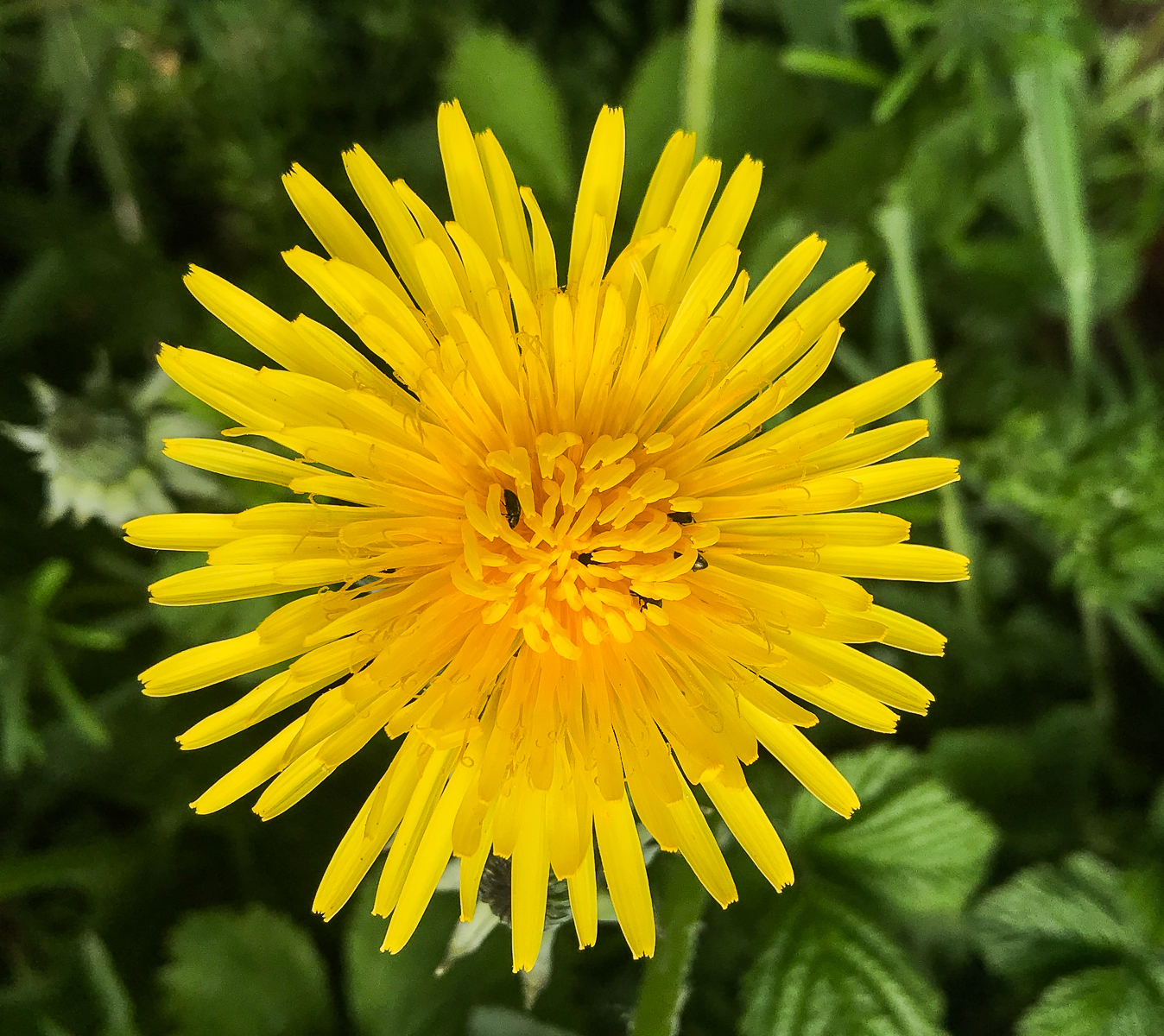 dandelion