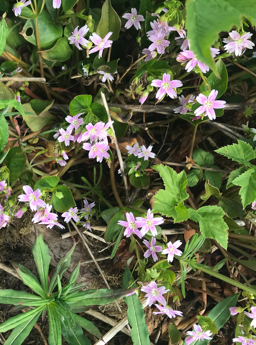 candy flowers