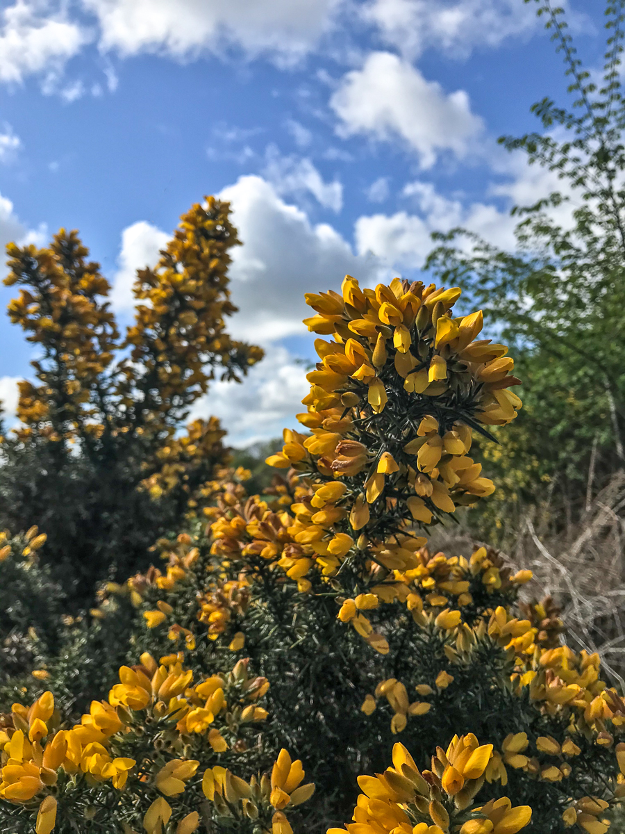 gorse