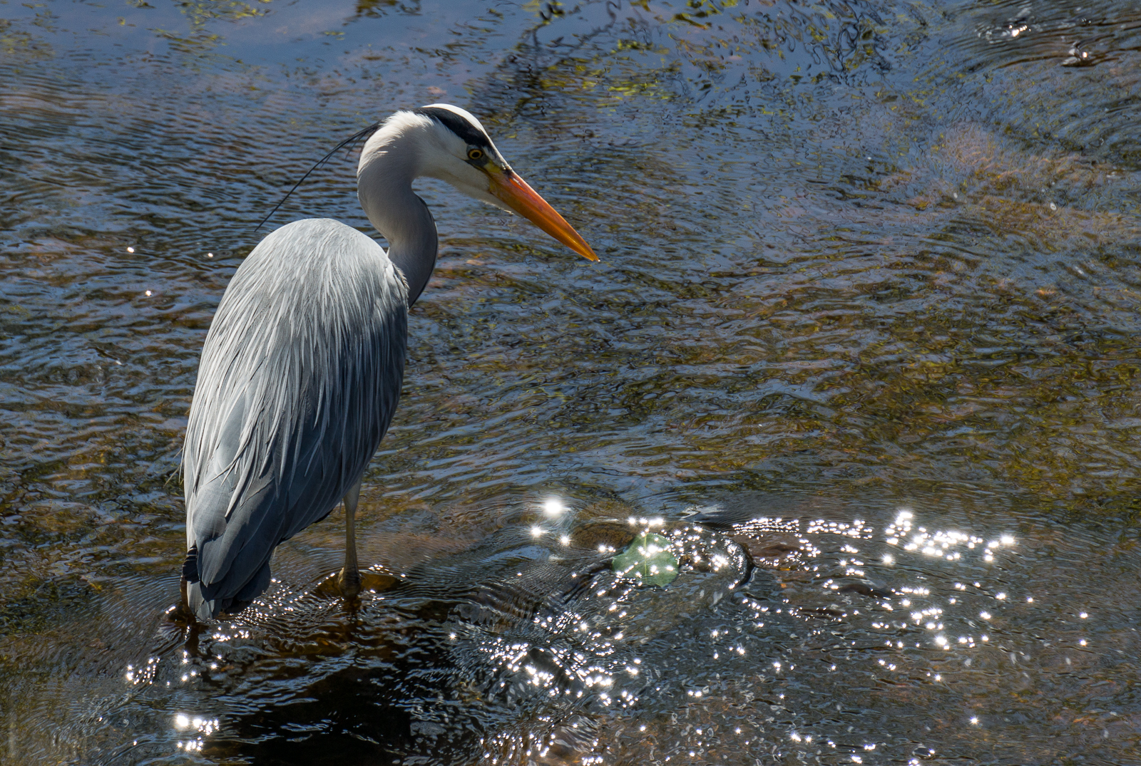 heron