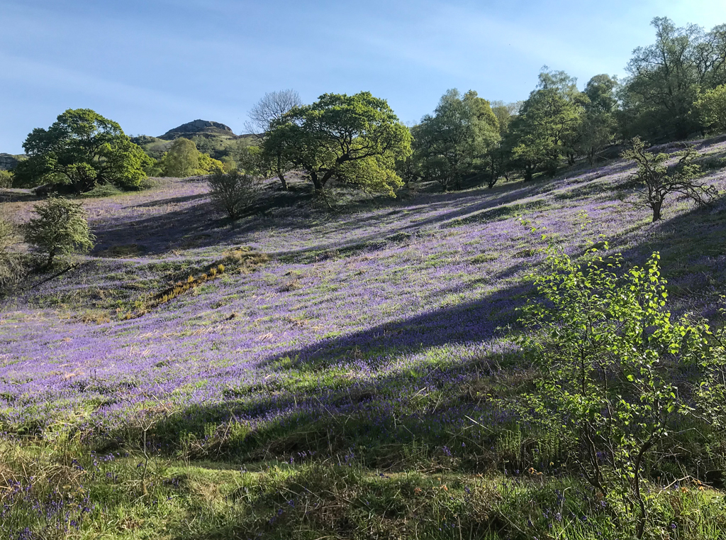 Bluebells