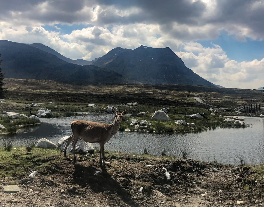 Deer at the Kingshouse Hotel