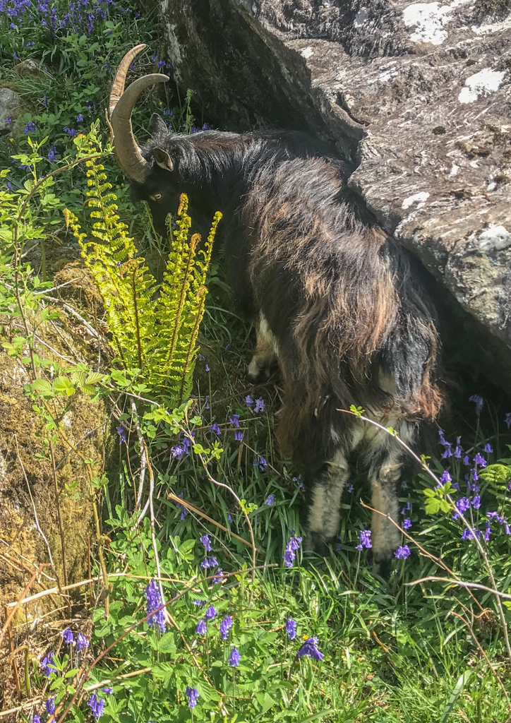 Wild goats